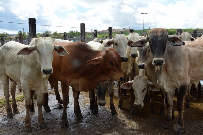 Beef cattle chain