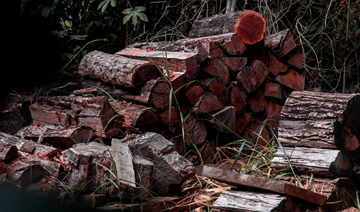Brazilwood endangered
